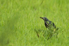 Ixobrychus sturmii