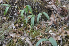 Prosthechea varicosa