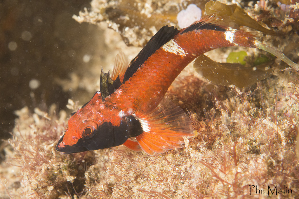 Triplefins