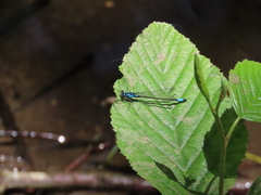 Zoniagrion exclamationis