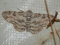 Ascotis reciprocaria
