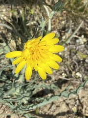 Tragopogon undulatus