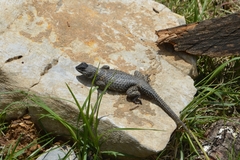 Sceloporus mucronatus
