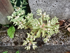 Sedum hispanicum