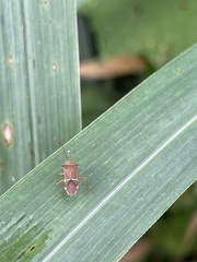Cletomorpha