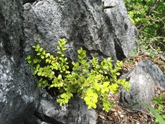 Buxus microphylla