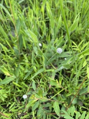 Lachnocaulon