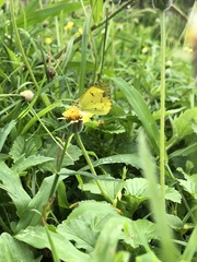 Pyrisitia lisa euterpe