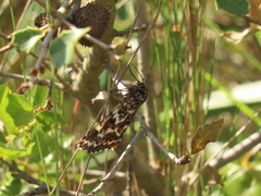 Athroolopha pennigeraria