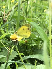 Pyrisitia lisa euterpe