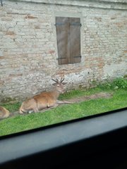 Cervus elaphus italicus