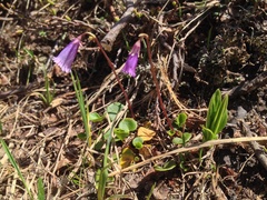 Soldanella pusilla