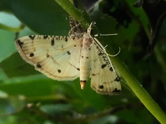 Pycnarmon