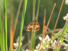 Evergestis politalis