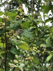 Leptotes cassius theonus