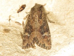 Mesapamea fractilinea