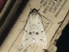 Acronicta innotata