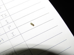 Graminella nigripennis