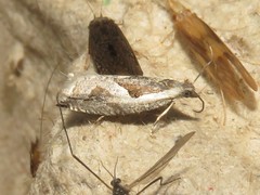 Ancylis sheppardana