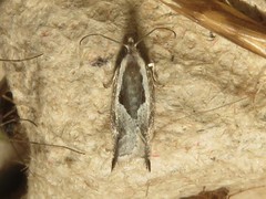 Ancylis sheppardana