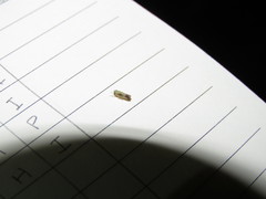 Graminella nigripennis