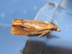 Eucosma umbrastriana