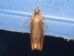 Eucosma umbrastriana