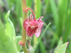 Rumex cyprius