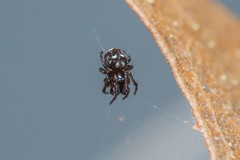 Mysmenidae