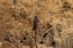 Austrosynthemis cyanitincta