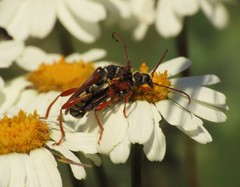 Stenopterus mauritanicus