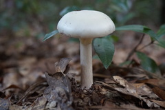 Leucoagaricus naucinus