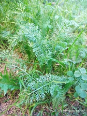 Achillea millefolium