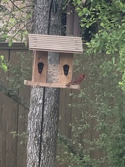 Cardinalis