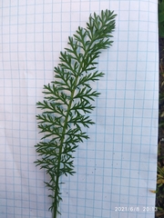 Achillea millefolium