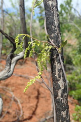Dioscorea pteropoda