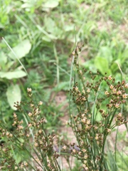 Juncus