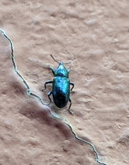 Aulacobaris