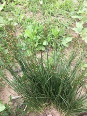 Juncus