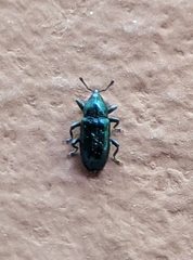 Aulacobaris