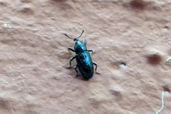Aulacobaris