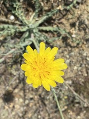 Tragopogon undulatus