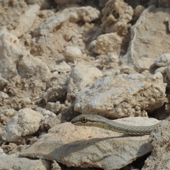 Psammophis schokari