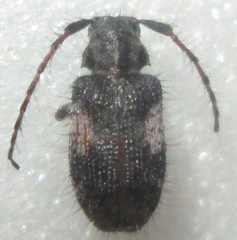 Exocentrus longipilis pseudoreticulatus