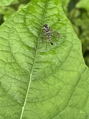 Chrysopilus ornatus