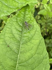 Chrysopilus ornatus
