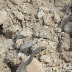 Psammophis schokari