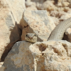 Psammophis schokari
