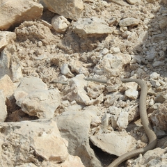 Psammophis schokari