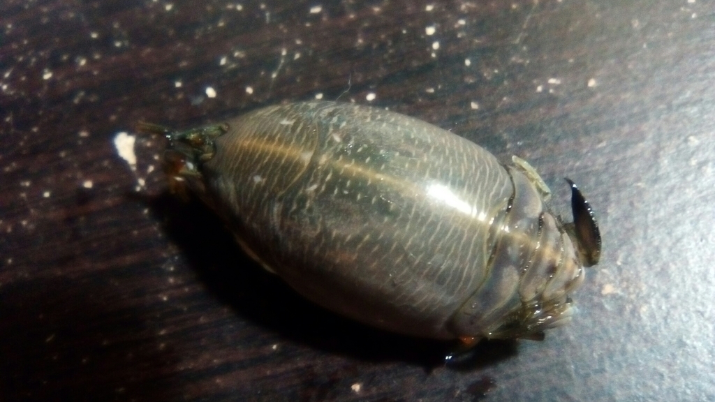 Benedict sand crab